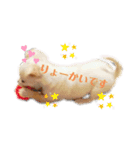 チワワのコメちゃん（個別スタンプ：17）