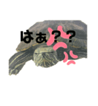 我が家のかめちゃん（個別スタンプ：4）