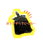 我が家のかめちゃん（個別スタンプ：6）