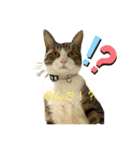 ☆ニコミー日記☆（個別スタンプ：4）