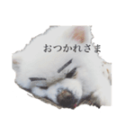 白ポメのらなちゃん②（個別スタンプ：1）