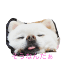 白ポメのらなちゃん②（個別スタンプ：3）