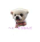 白ポメのらなちゃん②（個別スタンプ：4）