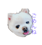 白ポメのらなちゃん②（個別スタンプ：7）