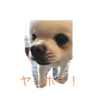 白ポメのらなちゃん②（個別スタンプ：8）