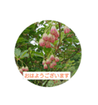 大人が使える花のスタンプ（個別スタンプ：5）