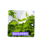 大人が使える花のスタンプ（個別スタンプ：6）