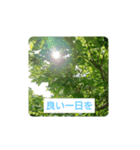 大人が使える花のスタンプ（個別スタンプ：7）