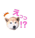 サスケスタンプver.2（個別スタンプ：12）