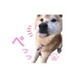 サスケスタンプver.2（個別スタンプ：19）