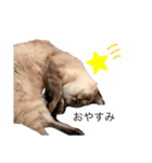 ねこ ちぃスタンプ（個別スタンプ：4）