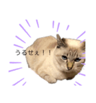 ねこ ちぃスタンプ（個別スタンプ：5）