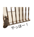 ねこ ちぃスタンプ（個別スタンプ：7）