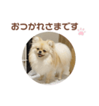 大きくなったこなつくんのスタンプ（個別スタンプ：1）