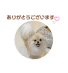 大きくなったこなつくんのスタンプ（個別スタンプ：15）