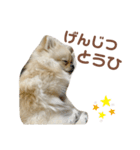大きくなったこなつくんのスタンプ（個別スタンプ：23）