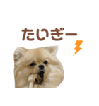 大きくなったこなつくんのスタンプ（個別スタンプ：37）