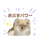 大きくなったこなつくんのスタンプ（個別スタンプ：38）