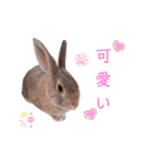 ❤︎可愛い癒し系うさぎ❤︎（個別スタンプ：1）