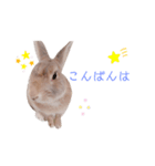 ❤︎可愛い癒し系うさぎ❤︎（個別スタンプ：2）