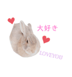 ❤︎可愛い癒し系うさぎ❤︎（個別スタンプ：3）