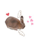 ❤︎可愛い癒し系うさぎ❤︎（個別スタンプ：4）