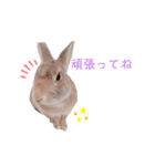 ❤︎可愛い癒し系うさぎ❤︎（個別スタンプ：5）
