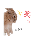 ❤︎可愛い癒し系うさぎ❤︎（個別スタンプ：6）