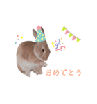 ❤︎可愛い癒し系うさぎ❤︎（個別スタンプ：7）