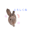 ❤︎可愛い癒し系うさぎ❤︎（個別スタンプ：9）