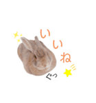 ❤︎可愛い癒し系うさぎ❤︎（個別スタンプ：10）