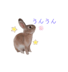❤︎可愛い癒し系うさぎ❤︎（個別スタンプ：11）