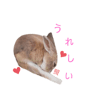 ❤︎可愛い癒し系うさぎ❤︎（個別スタンプ：12）