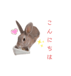 ❤︎可愛い癒し系うさぎ❤︎（個別スタンプ：13）