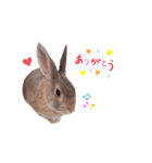 ❤︎可愛い癒し系うさぎ❤︎（個別スタンプ：14）