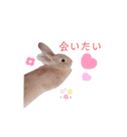 ❤︎可愛い癒し系うさぎ❤︎（個別スタンプ：15）