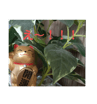 幸せなまねきねこ。（個別スタンプ：1）