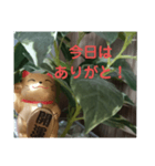 幸せなまねきねこ。（個別スタンプ：4）