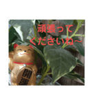 幸せなまねきねこ。（個別スタンプ：14）