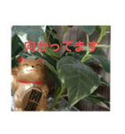 幸せなまねきねこ。（個別スタンプ：15）