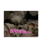 可愛いパピヨンちゃんのスタンプ（個別スタンプ：4）