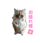 みんなのペット達（個別スタンプ：31）