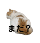 みんなのペット達（個別スタンプ：32）
