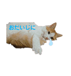 みんなのペット達（個別スタンプ：34）