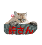みんなのペット達（個別スタンプ：36）