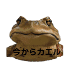 みんなのペット達（個別スタンプ：39）