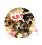 ピースワンコ 保護犬スタンプ でか文字ver.（個別スタンプ：8）