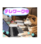 ピースワンコ 保護犬スタンプ でか文字ver.（個別スタンプ：18）