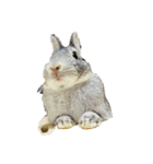 うさぎのすたんぷ①（個別スタンプ：12）
