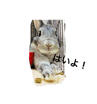 うさぎのすたんぷ①（個別スタンプ：13）